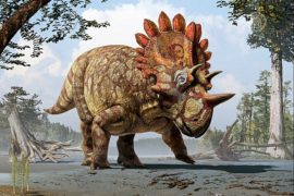 Учёные открыли новый вид рогатого динозавра