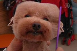 Тайванец придумывает стильные причёски для собак