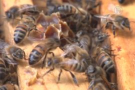 Франция защитит своих пчёл