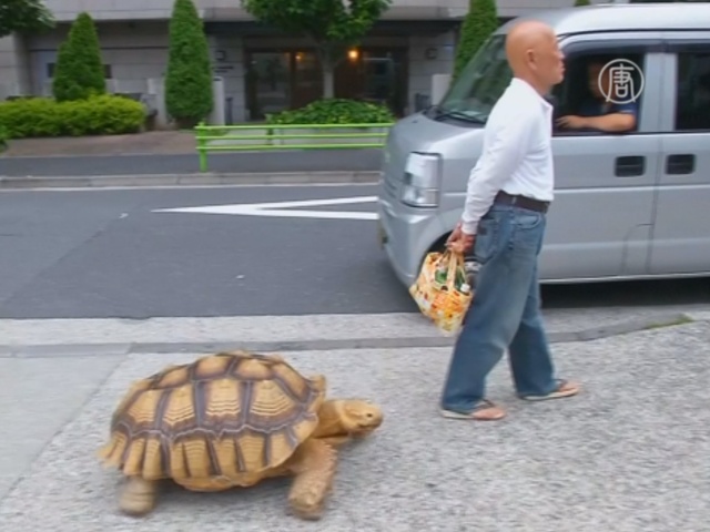 На улицах Токио выгуливают огромную черепаху