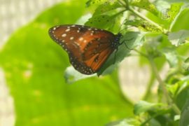 Сад бабочек впервые открылся на Кубе