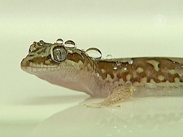 Учёные копируют водоотталкивающие свойства геккона