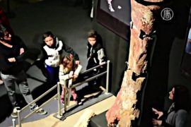 Кости гигантских динозавров показали на выставке
