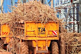 Топливо из сахарного тростника служит экологии