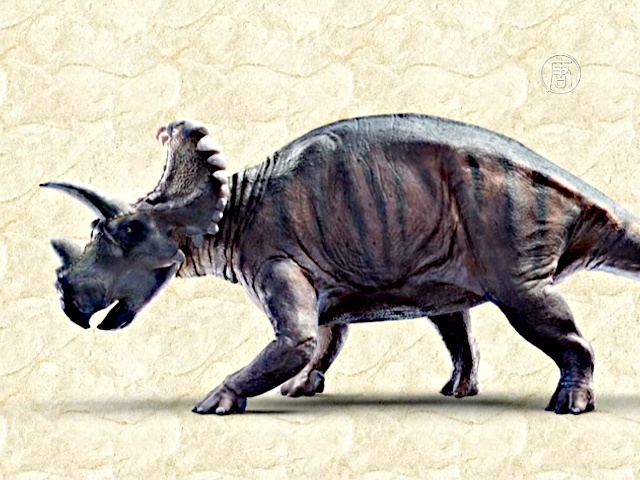 Новый вид трёхрогих динозавров открыли учёные