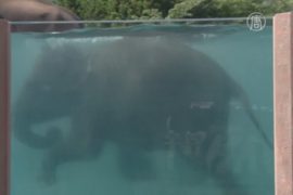 Посмотреть на плавающих слонов можно в Японии
