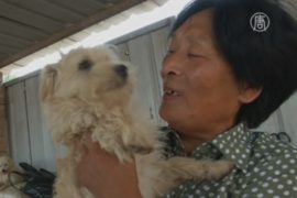 Китаянка спасает собак от съедения