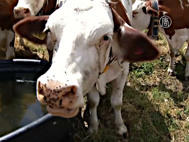 Швейцарских коров спасают от жары военные