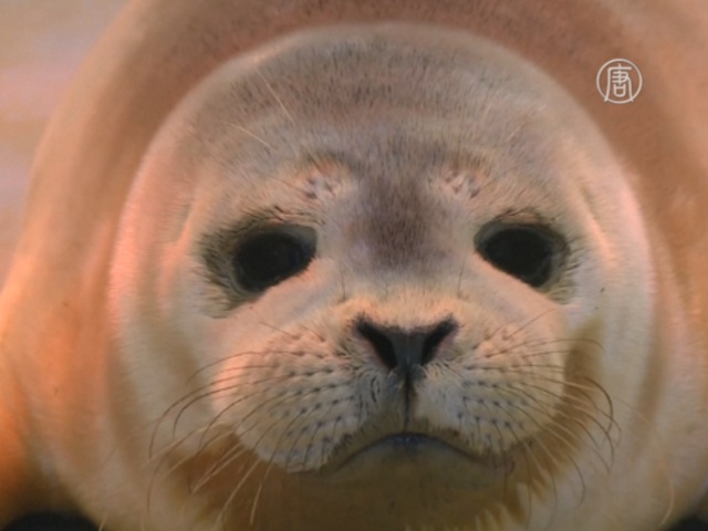Бельгийский морской парк спас двух тюленят