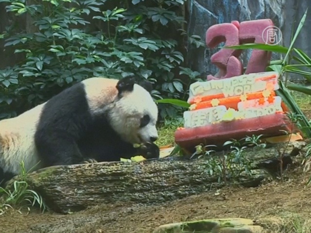 37-летняя панда побила рекорд по долгожительству