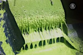 В Мексике из кактусов делают биотопливо