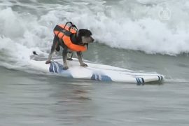 В Калифорнии соревнуются собаки-сёрферы