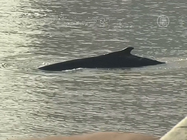 В бухту Буэнос-Айреса заплыл кит