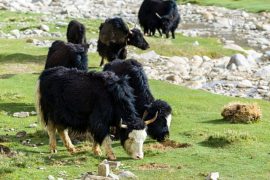Кыргызы всё чаще предпочитают яков коровам