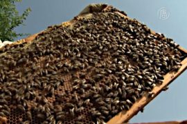Почему исчезают пчёлы: ответ ищут в улье