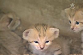 Израиль: малышей редкой кошки представили публике