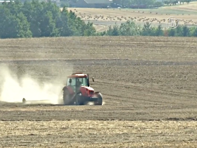 Жара уничтожает урожай в Польше