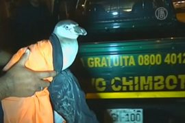 Полиция Перу «задержала» пингвина