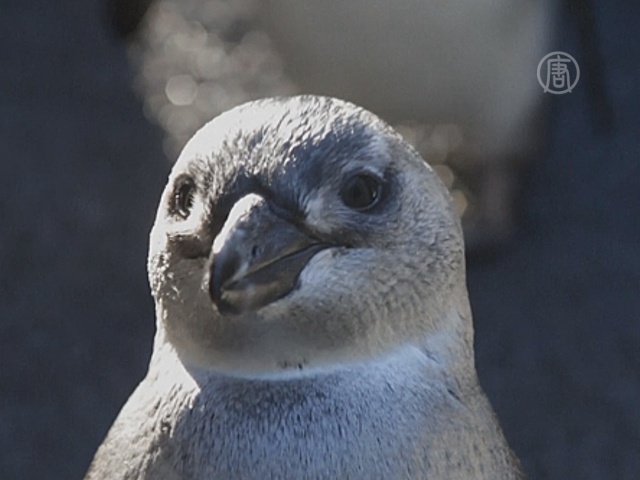 Учёные не могут решить, что угрожает пингвинам