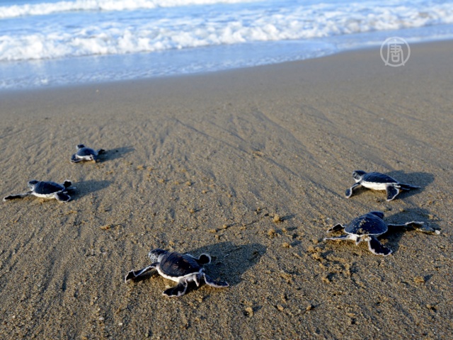 Зелёных черепах сохраняют на побережье Флориды