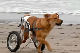 Собаки-инвалиды обретают вторую жизнь