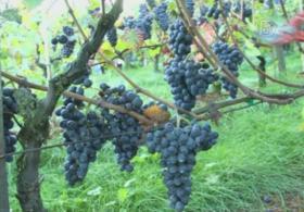 На винограднике Монмартра собирают урожай