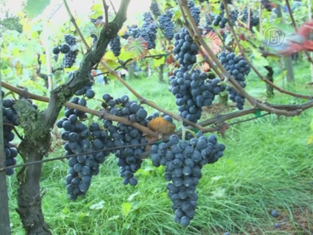 На винограднике Монмартра собирают урожай