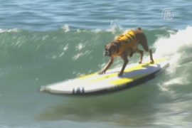 Собаки-сёрферы Лос-Анджелеса показали свои навыки