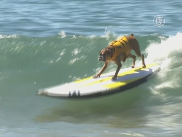 Собаки-сёрферы Лос-Анджелеса показали свои навыки