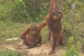 В Индонезии из-за пожаров эвакуируют орангутангов