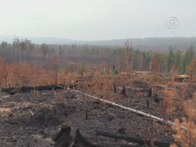 Выгоревший лес близ Байкала пытаются восстановить