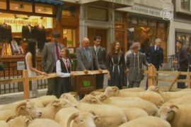 Улицу Лондона превратили в пастбище для овец