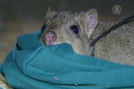 В Австралии спасают кенгуровых крыс