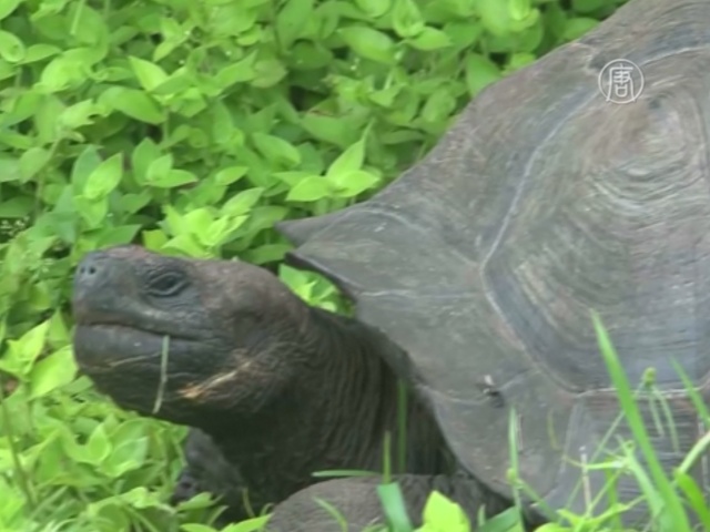 Учёные открыли новый вид галапагосской черепахи