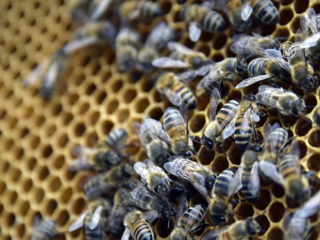 Пчелиные матки предпочитают местных трутней