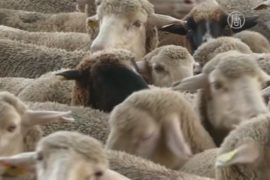 Тысячи овец мигрируют прямо через Мадрид