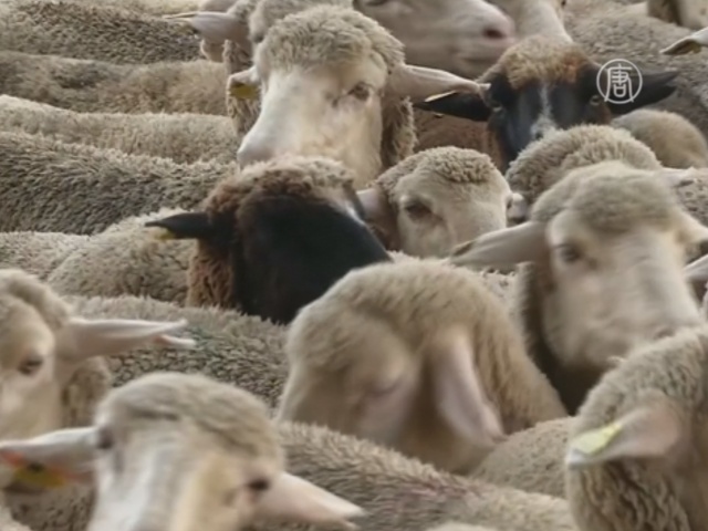 Тысячи овец мигрируют прямо через Мадрид
