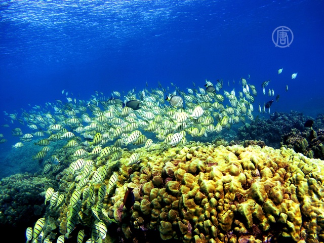 Кораллы Гавайев — под угрозой исчезновения