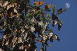 В Мексике сохраняют популяцию бабочек монархов