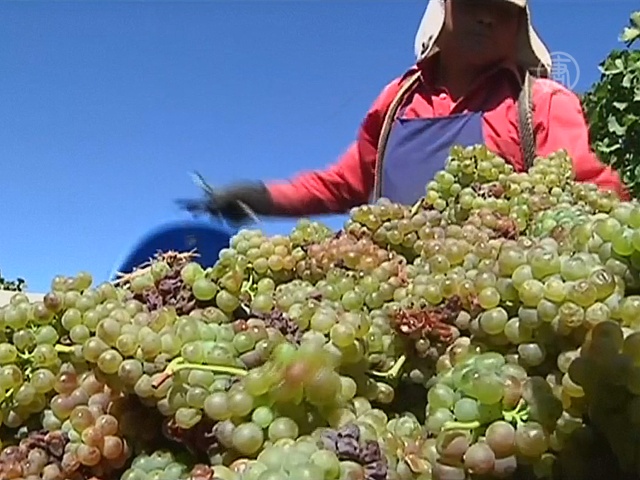 Виноделию в Чили угрожает изменение климата