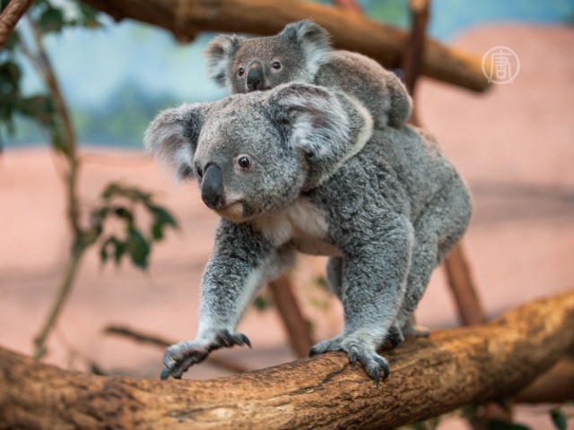 В Австралии переселяют коал