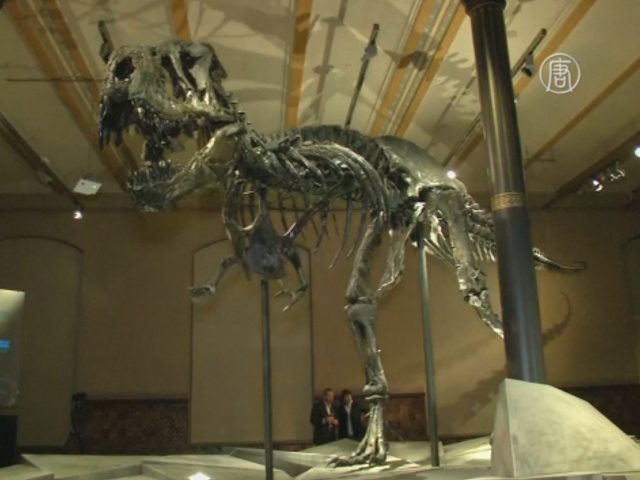 В берлинском музее выставили скелет тираннозавра