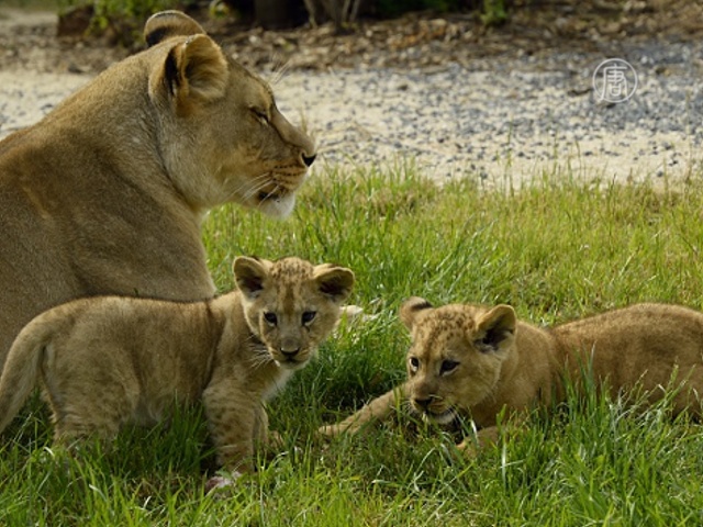 США защитят африканских львов