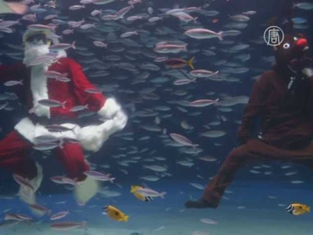 Санта и Рудольф устроили шоу в токийском аквариуме