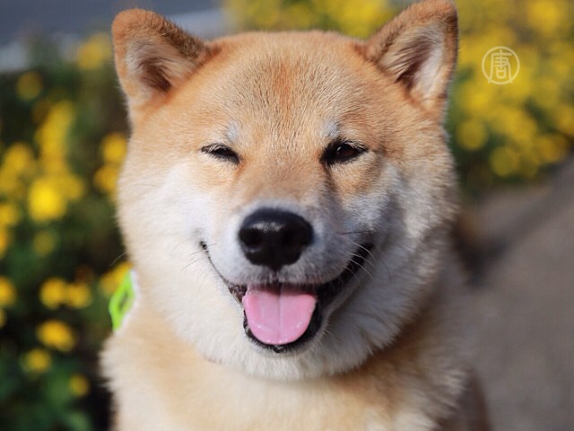 Японский пёс стал звездой Instagram
