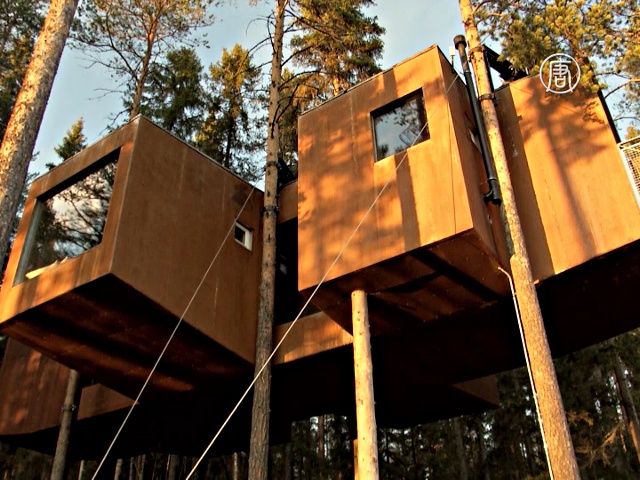 Швеция: в лесу расположился отель на деревьях