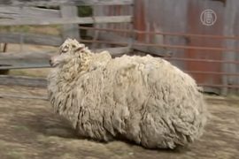 С заблудшей овечки состригли 21 кг шерсти
