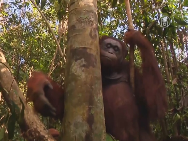 В Индонезии обезьян спасают из выгоревших лесов