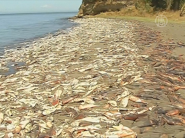 Чилийцы задыхаются из-за тысяч мертвых кальмаров