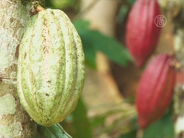 Фермеры заменяют кофе на какао из-за потепления